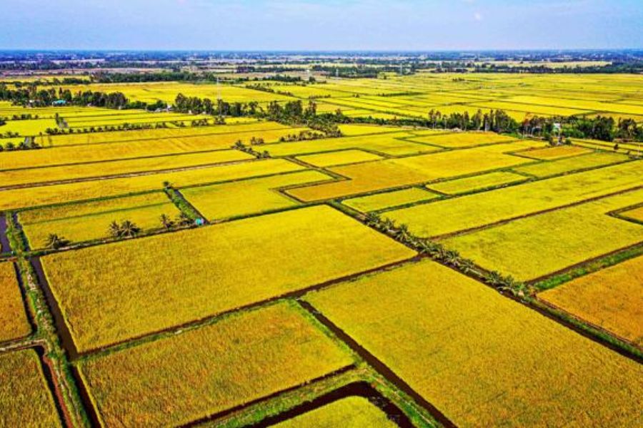 Delta du Mékong – Des rizières à perte de vue 