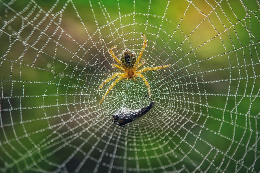 Araignées venimeuses