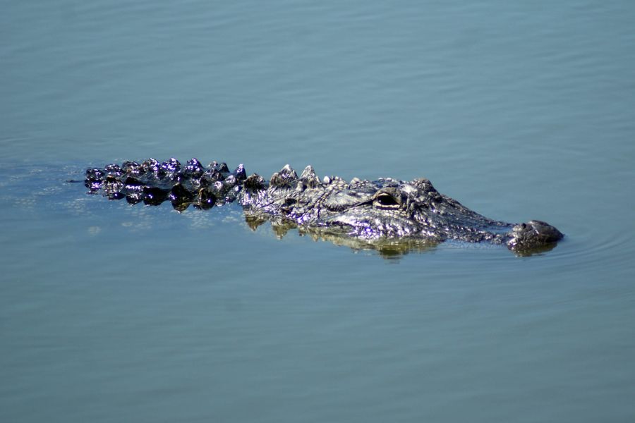 Crocodile d’eau douce