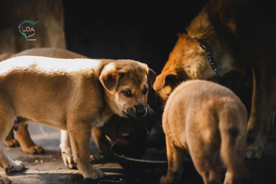 Découvrez les animaux dangereux au Vietnam lors d’un voyage nature