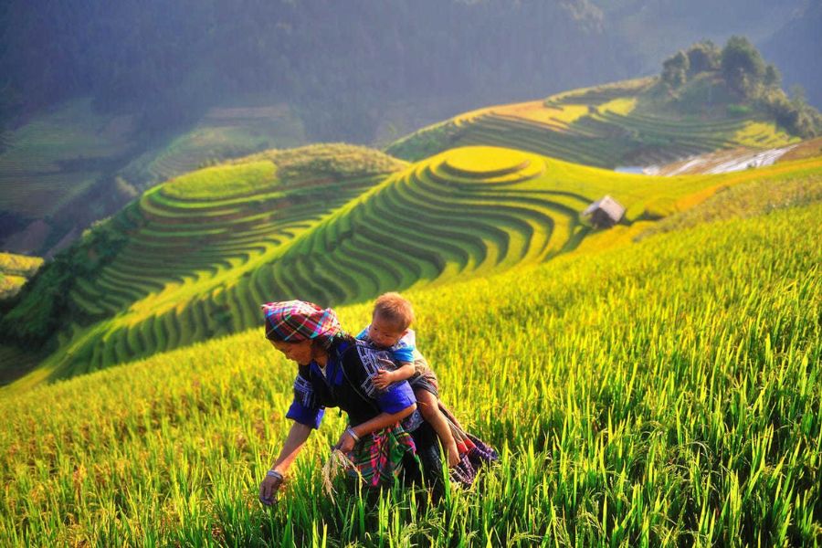 Les rizières du Nord du Vietnam – Un tableau naturel plein d’émotion 